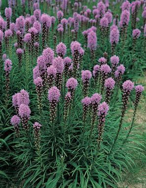 Liatris