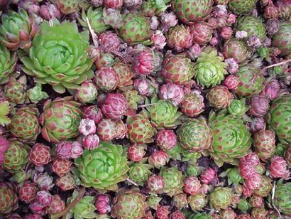 Hens And Chicks