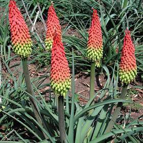 Red Hot Poker