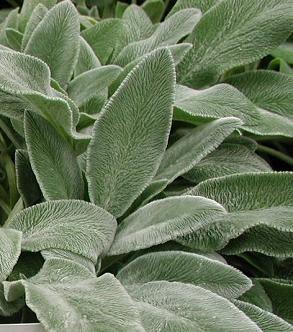 Lambs Ear