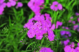 Phlox