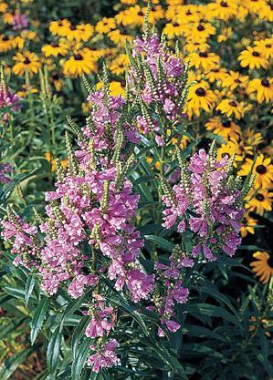 Obedient Plant