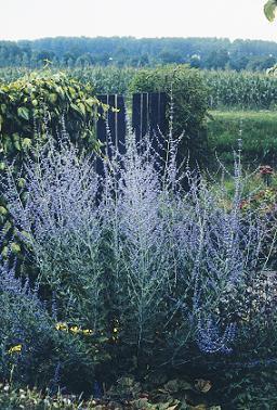 Russian Sage