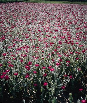 Rose Campion