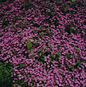 Thyme Creeping