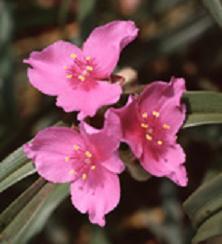 Spiderwort