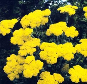 Yarrow