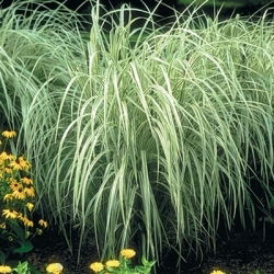 Miscanthus