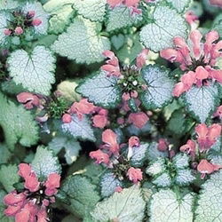 Lamium