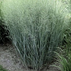 Panicum