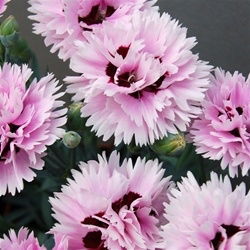 Dianthus