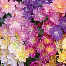 Lewisia