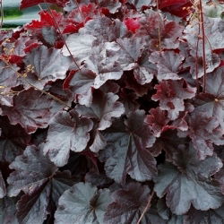 Heuchera Purple