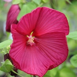 Hibiscus Red