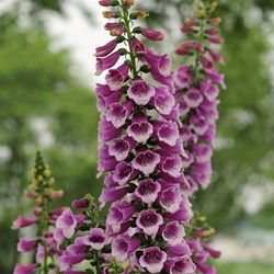 Foxglove