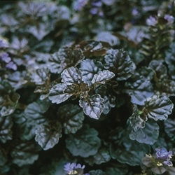 Ajuga