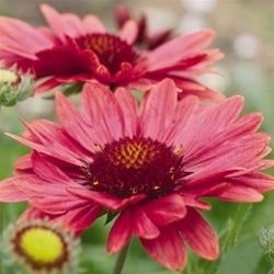 Gaillardia Burgundy