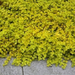 Creeping Jenny