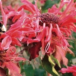 Bee Balm Red