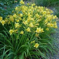 Daylily Happy Returns