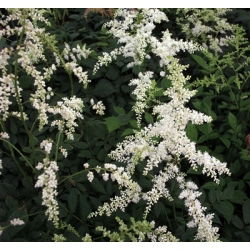 Astilbe White