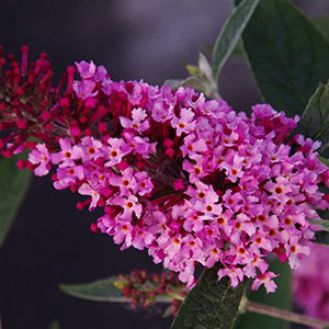 Butterfly Bush Pink