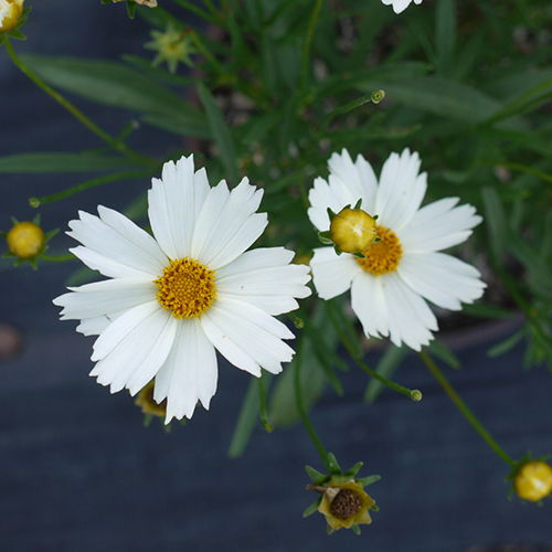 Coreopsis White