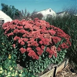 Sedum Autumn Joy