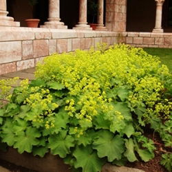 Lady's Mantle