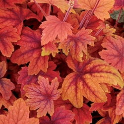 Heucherella Sweet Tea