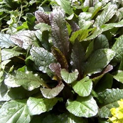 Ajuga