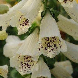 Foxglove White