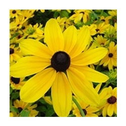 Rudbeckia