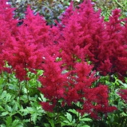 Astilbe Carmine