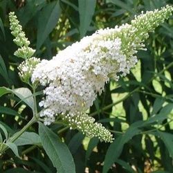 Butterfly Bush White