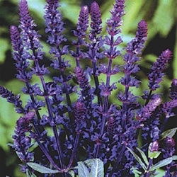 Salvia