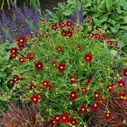 Coreopsis Red Elf