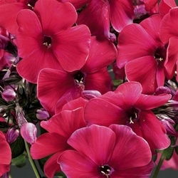 Phlox Tall Red