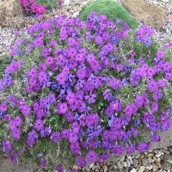 Rock Cress Purple