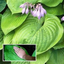 Hosta Sum and Substance