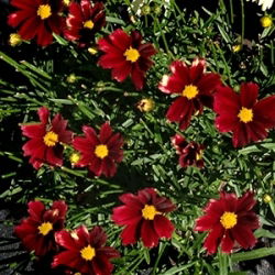 Coreopsis Mercury Rising