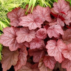 Heuchera