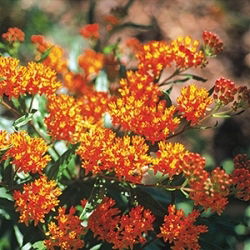 Butterfly Weed