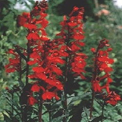 Lobelia