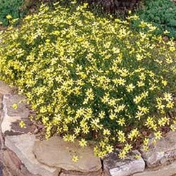 Coreopsis Moonbeam