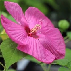 Hibiscus Pinkl