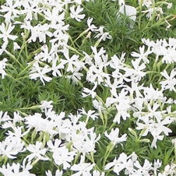 Phlox Creeping White