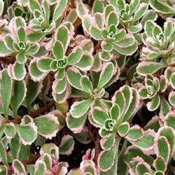 Sedum Tricolor