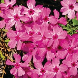 Phlox Creeping Pink