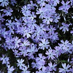 Phlox Creeping Blue